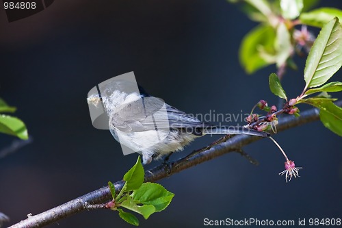 Image of Marsh tit