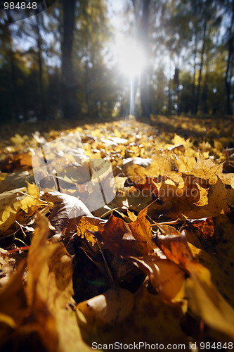 Image of Autumn leaf 