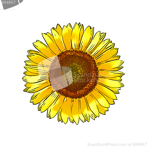 Image of sunflower