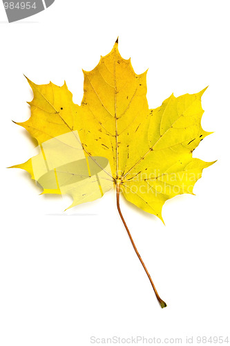 Image of Autumn yellow maple leaf