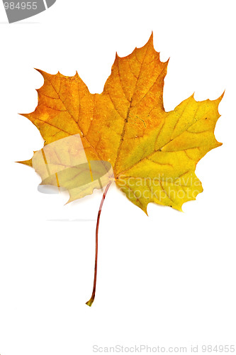 Image of Autumn yellow maple leaf 