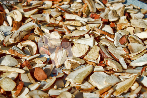 Image of detail of drying autumn mushroom