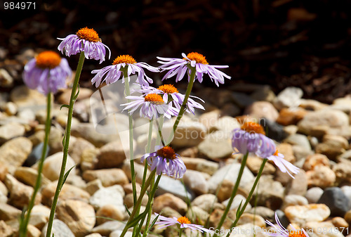 Image of Felicia amelloides (Blue Marguerite)