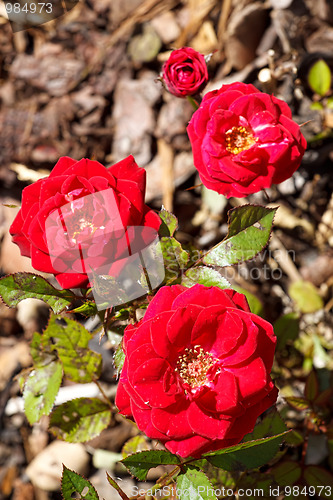 Image of Four small red roses