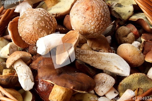 Image of detail of fresh autumn mushroom