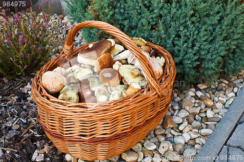 Image of Full basket of fresh autumn mushroom, founded in forest