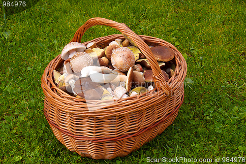 Image of Full basket of fresh autumn mushroom, founded in forest