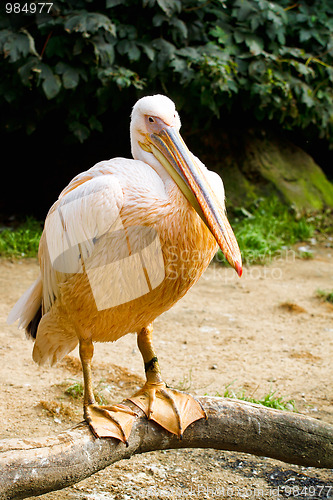 Image of pelican (Pelicanus onocrotalus) posing in camera 