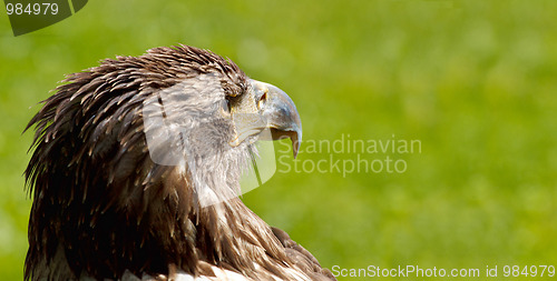 Image of BigSea Eagle (Haliaeetus albicill) looking for prey