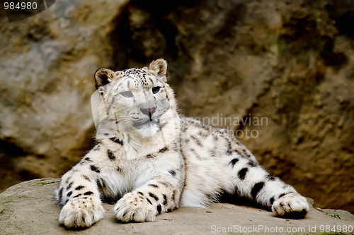 Image of Snow Leopard Irbis (Panthera uncia) looking ahead