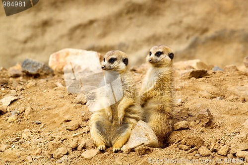 Image of Two Suricata suricatta