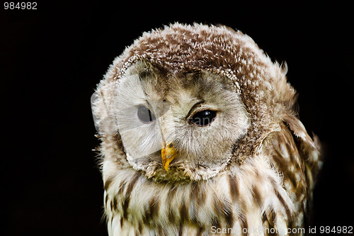 Image of portrait Ural Owl, Strix uralensis, a nightbird 