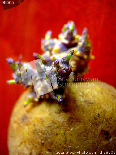 Image of Partypotato