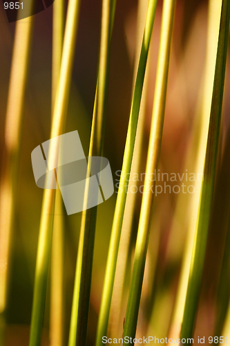 Image of Tor Grass 2