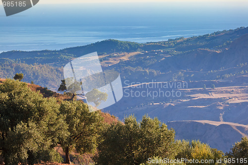 Image of Olive-gardens over the sea