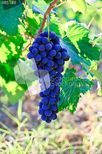 Image of Blue grape bunch