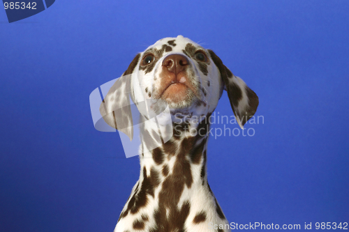 Image of Dalmation