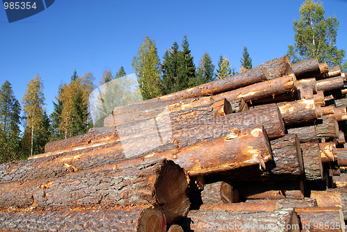 Image of Pine Timber Logs Stacked in Autumn Forest