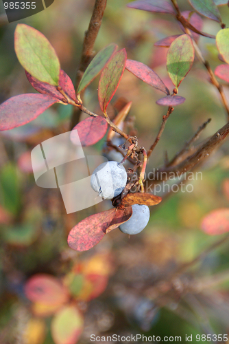 Image of Bog Bilberry in Autumn