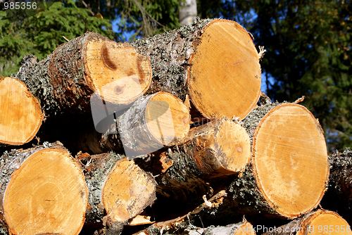 Image of Birch Wood Logs