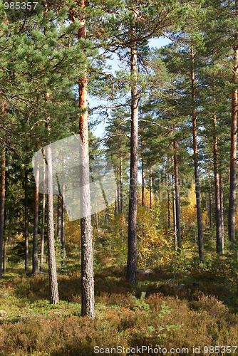 Image of Autumn Pine Forest