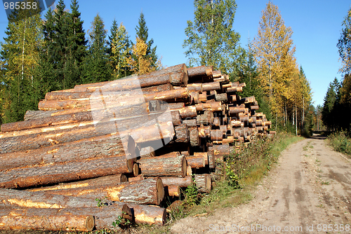 Image of Pine Timber Logs by Rural Road in Autumn