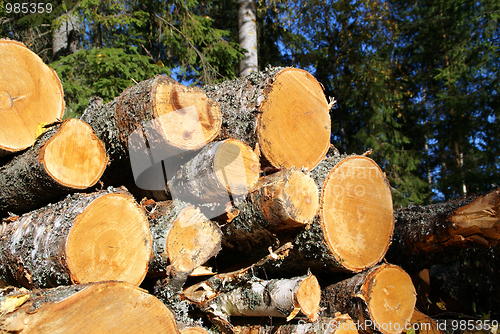 Image of Stack of Birch Timber in Forest