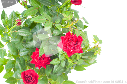 Image of Roses