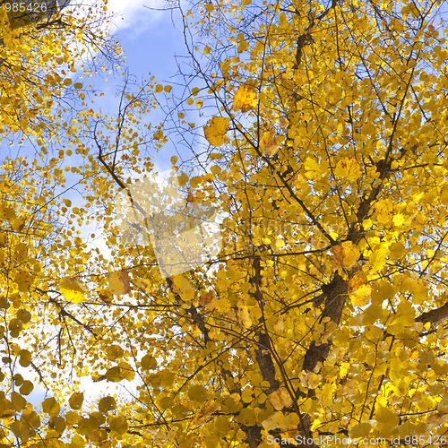 Image of golden leafs