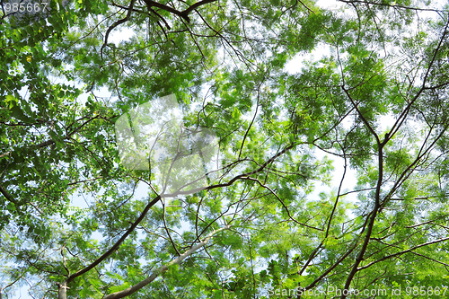 Image of Tree canopy