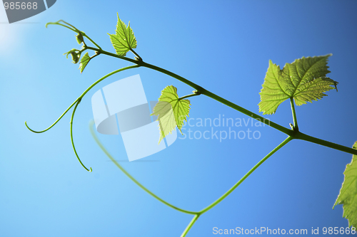 Image of leaf and vine