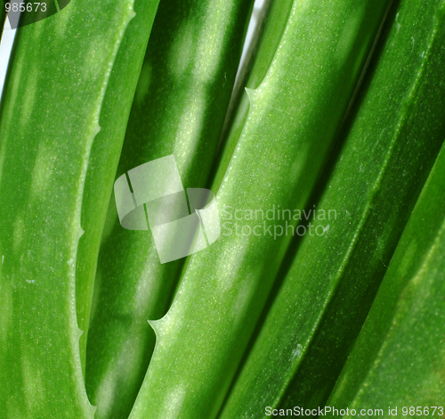 Image of aloe vera