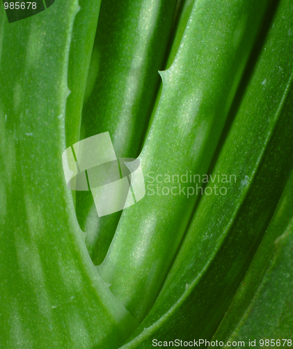 Image of aloe vera