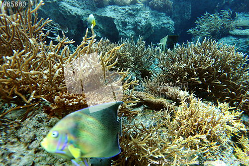 Image of coral colony