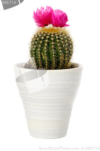 Image of cactus