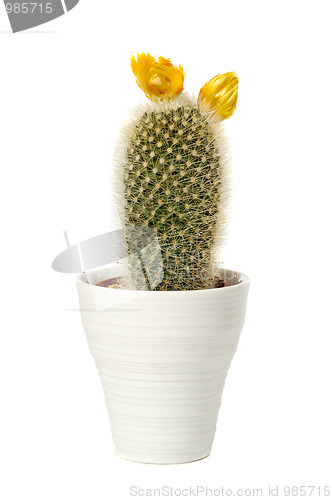 Image of cactus