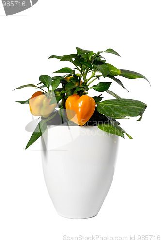 Image of Pepper plant