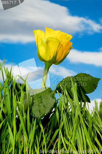 Image of Yellow rose and clouds