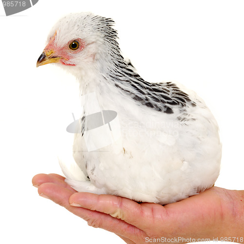Image of Chicken in hand