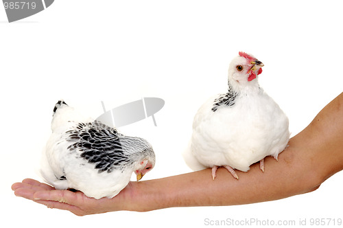 Image of Chickens sitting on arm