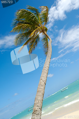 Image of Caribbean beach with palm and white sand 