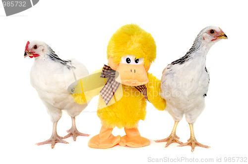 Image of Chickens and toy duck