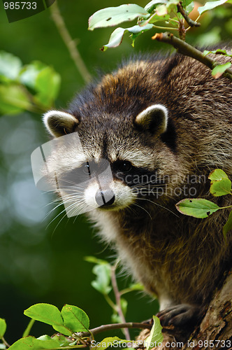 Image of Raccoon