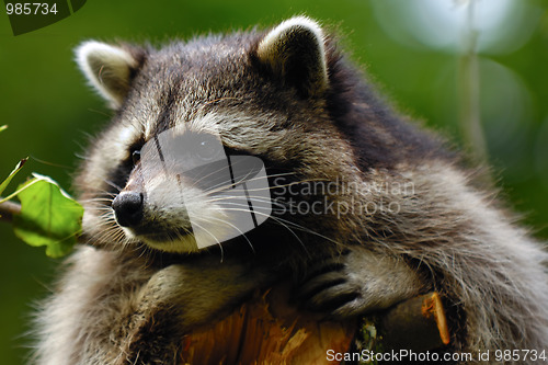 Image of Sad raccoon