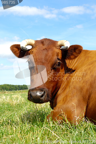 Image of Cow face