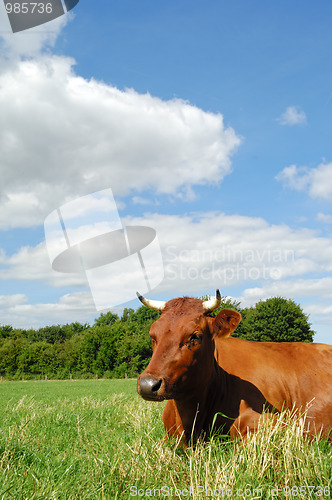 Image of Cow