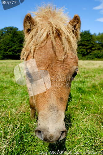 Image of Horse face