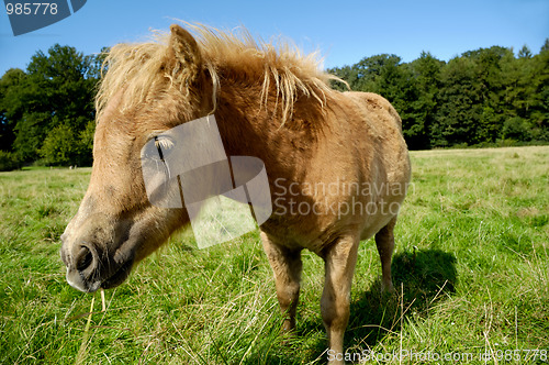 Image of Foal is eating grass