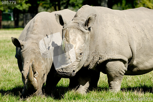 Image of Rhino