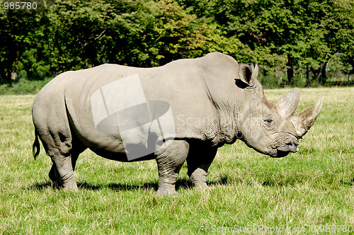 Image of Rhinoceros